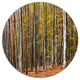 Bright Day In Thick Forest, Modern Forest Round Metal Wall Art, 11"