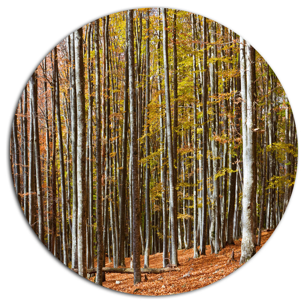 Bright Day In Thick Forest, Modern Forest Round Metal Wall Art, 11"