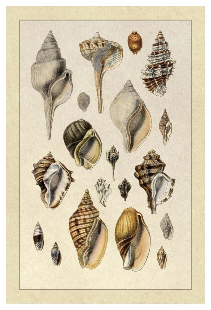 "Shells: Sessile Cirripedes #3" Digital Paper Print by G.B. Sowerby, 26"x38"