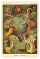 "Haeckel Nature Illustrations: Actiniae" Paper Print by Ernst Haeckel, 42"x62"