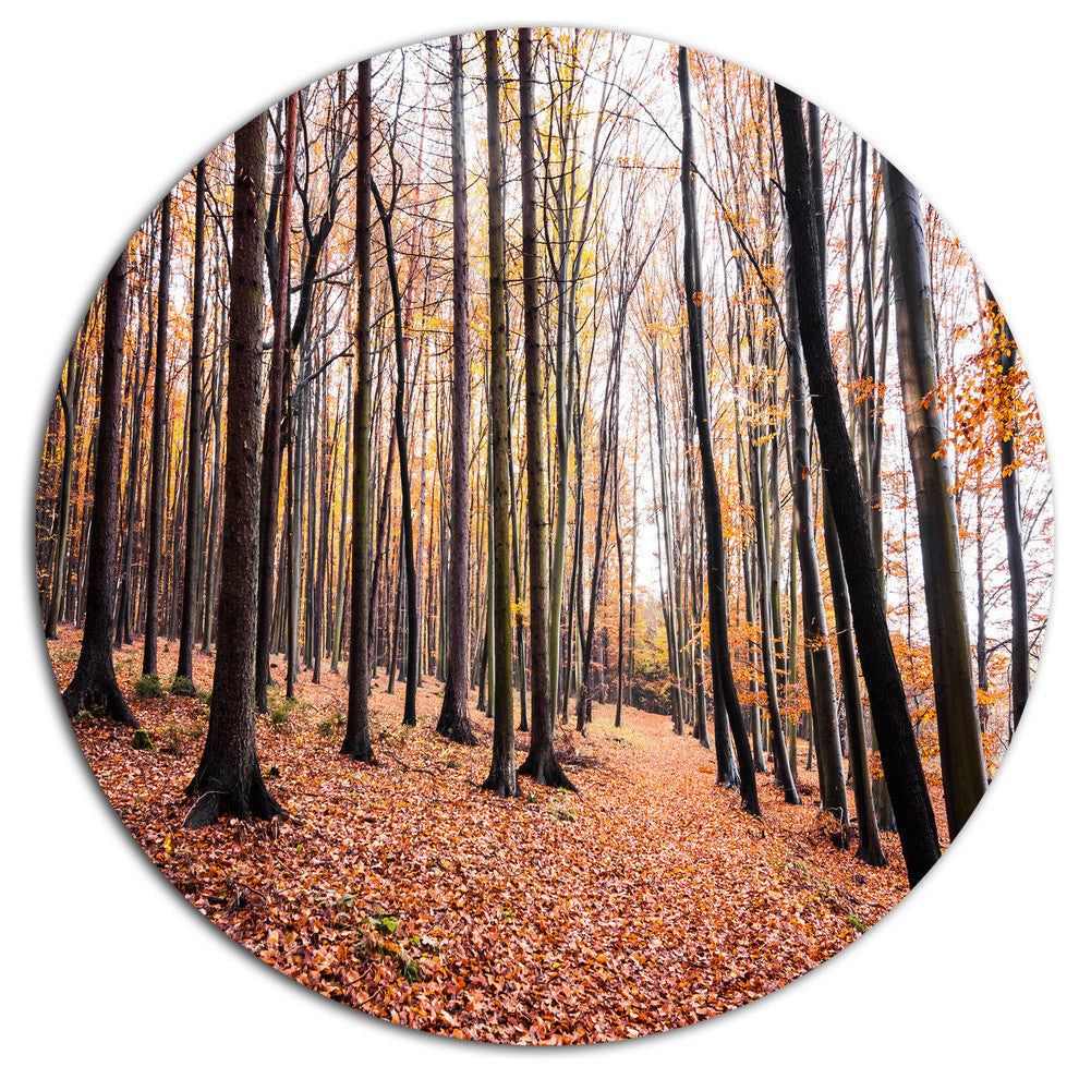 Bright Fall Forest With Clear Sky, Forest Large Disc Metal Artwork, 23"