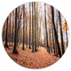 Bright Fall Forest With Clear Sky, Forest Large Disc Metal Artwork, 23"