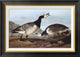 "Barnacle Goose" Framed Canvas Giclee by John James Audubon, 28x20"