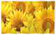 6' Tall Double Sided Sunflowers Canvas Room Divider