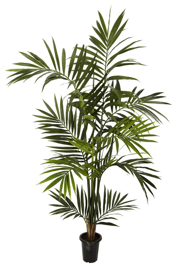 6' Kenitia Palm Silk Tree