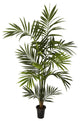6' Kenitia Palm Silk Tree