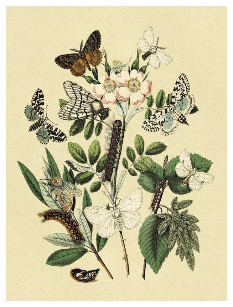 "Moths: L. Salicis, O. Dispar, et al." Paper Print by W. F. Kirby, 14"x18"