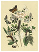 "Moths: L. Salicis, O. Dispar, et al." Paper Print by W. F. Kirby, 14"x18"