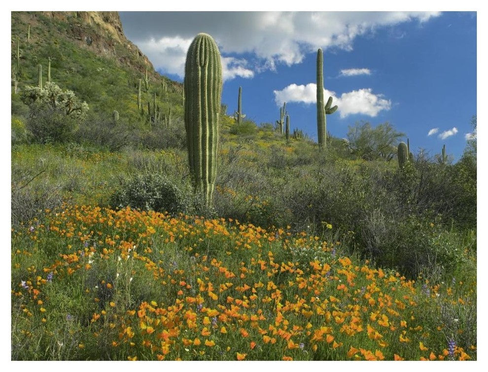"California Poppy, Saguaro cacti, Organ Pipe Cactus Monument" Paper Art, 50"x38"