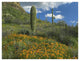 "California Poppy, Saguaro cacti, Organ Pipe Cactus Monument" Paper Art, 50"x38"