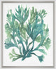 Aquatic Assortment 19, Giclee Reproduction Artwork