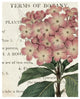 "Bicolor Phlox Botany" Digital Paper Print by Sue Schlabach, 18"x22"