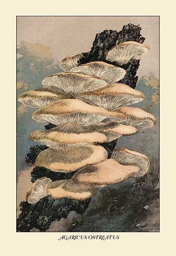 Agaricus Ostreatus- Gallery Wrapped Canvas Art 28" x 42"