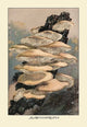 Agaricus Ostreatus- Gallery Wrapped Canvas Art 28" x 42"