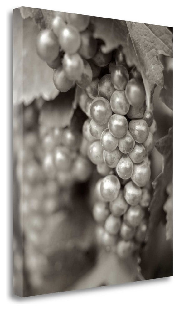 "Grapes - 20" By Alan Blaustein, Giclee Print on Gallery Wrap Canvas
