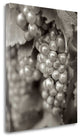 "Grapes - 20" By Alan Blaustein, Giclee Print on Gallery Wrap Canvas