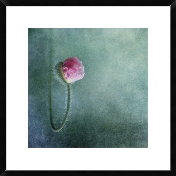 "Trust" Framed Digital Print by Priska Wettstein, 24x24"
