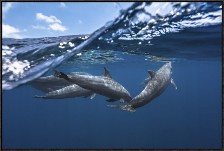 Dolphins, 36"x24"
