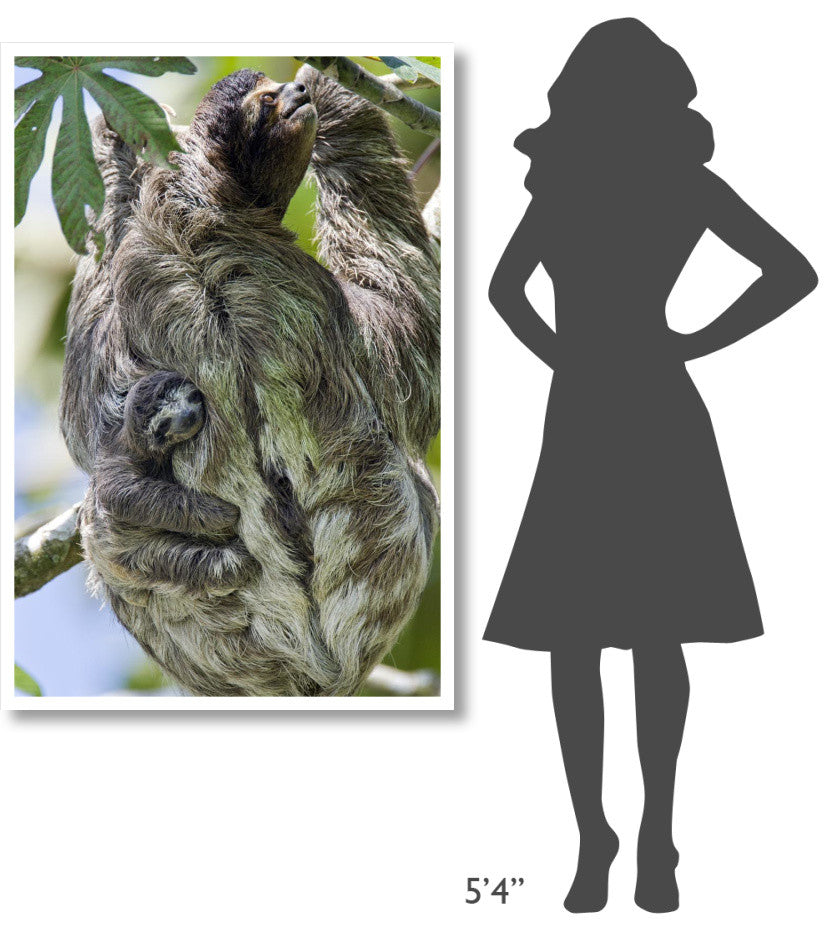 "Brown-throated Sloth mother, baby, Aviarios Sloth Sanctuary" Paper Art, 34"x50"