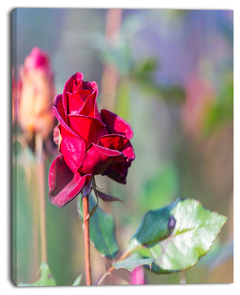 Red Rose on Blurred Background, Large Flower Canvas Wall Art, 12"x20"