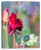 Red Rose on Blurred Background, Large Flower Canvas Wall Art, 12"x20"