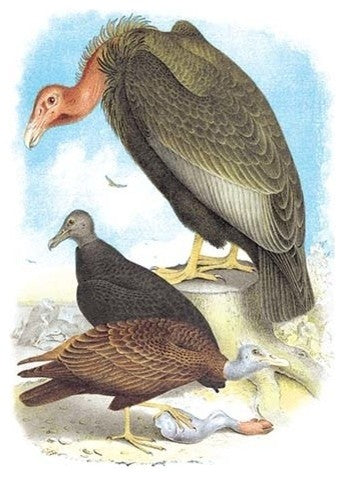California Condor, Turkey Buzzard, and Carrion Crow - Gallery Wrapped Canvas Art