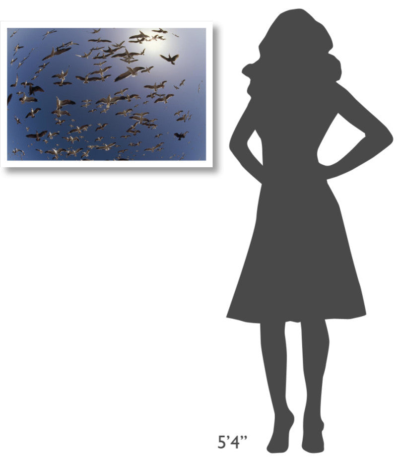 "Western Gulls flying, North America" Paper Print by Tim Fitzharris, 32"x22"