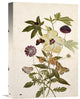 "Milkweed, Poppy and Hibiscus" Artwork, 11" x 16"