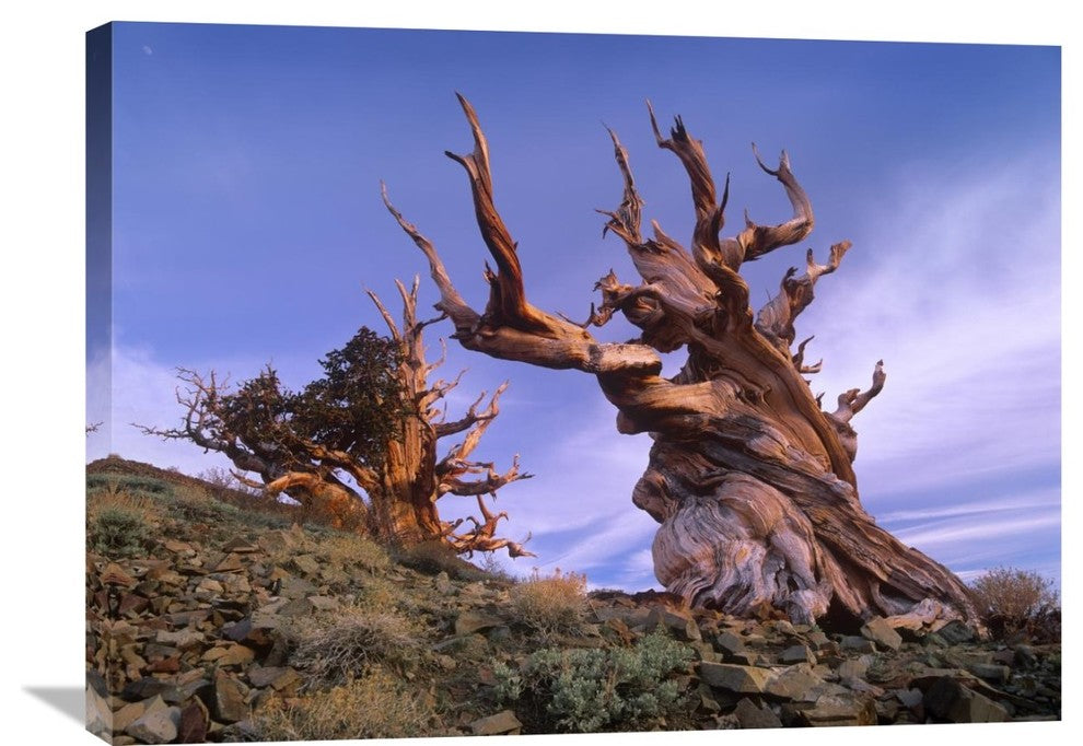 "Foxtail Pine Trees, White Mountains, Inyo National Forest, California" Artwork