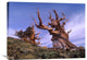 "Foxtail Pine Trees, White Mountains, Inyo National Forest, California" Artwork