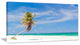 "Solitary Coconut Palm at Beach" Seashore Canvas Photo Print, 40"x20"