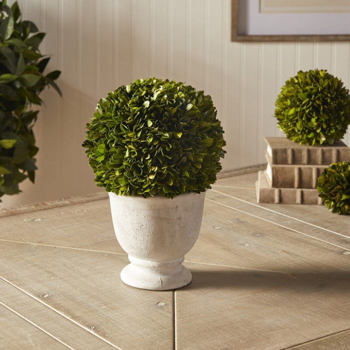 Elegant 12in Ball Sphere Topiary in Pot Preserved Boxwood Greenery English
