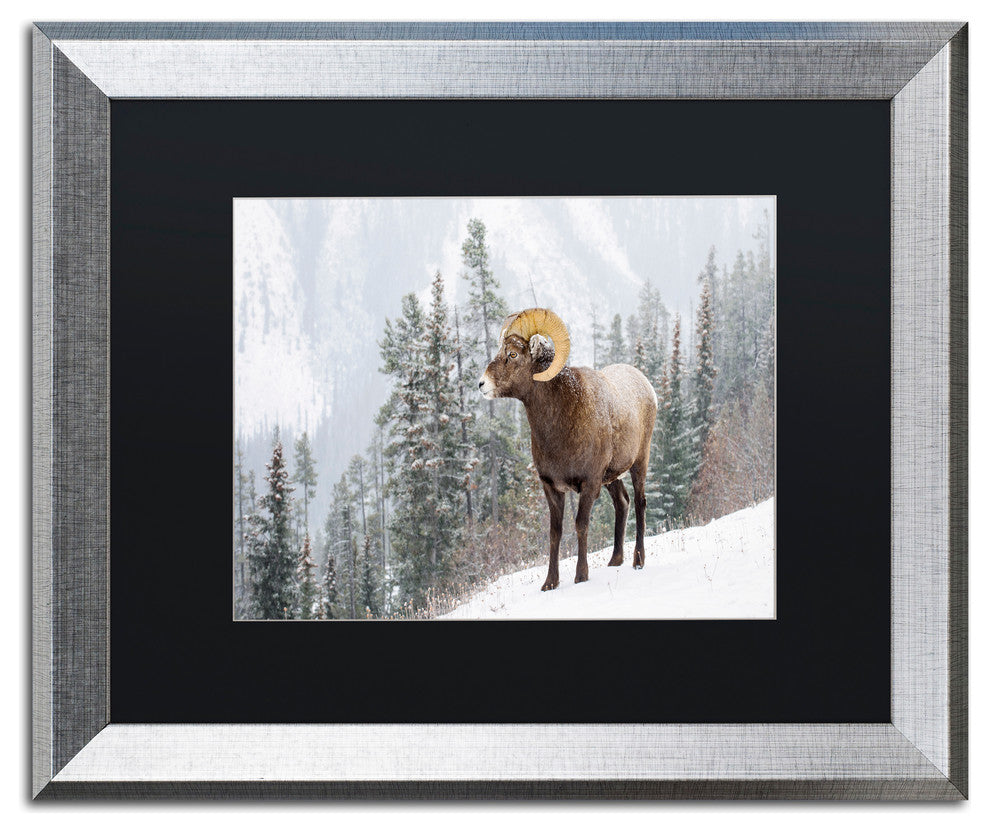 Michael Blanchette 'Bighorn in Snow' Art, Silver Frame, Black Mat, 20x16