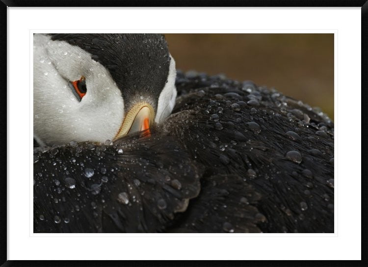 "Goretex" Framed Digital Print by Mario Suarez, 44x32"