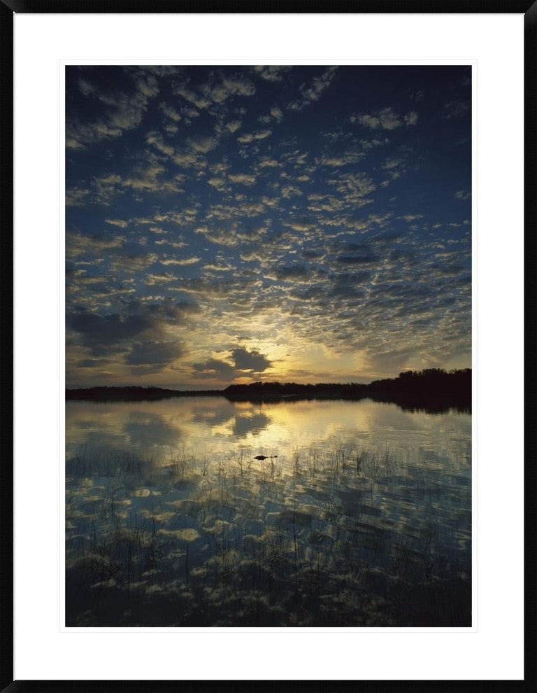 American Alligator In Nine-Mile Pond, Everglades National Park, Florida, 30"x38"