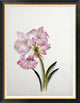 "Amaryllis Belladonna" Framed Canvas Giclee by Ethel May Dixie, 36x46"