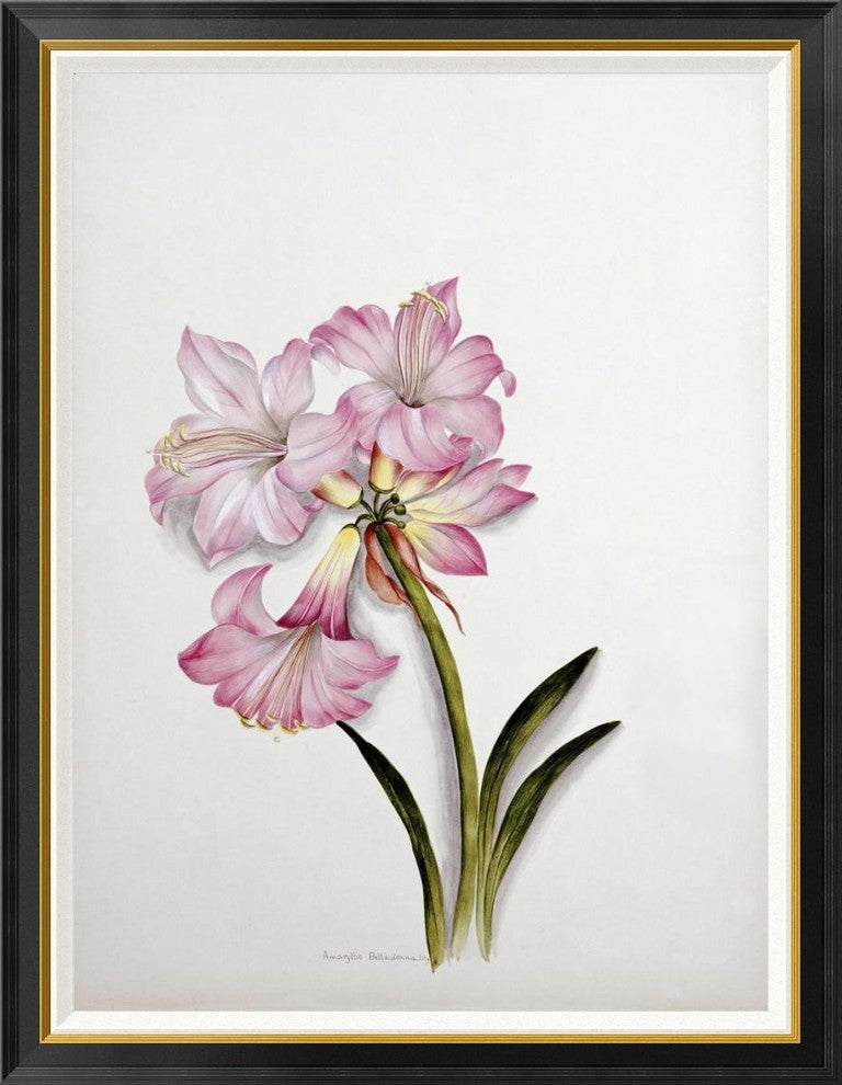 "Amaryllis Belladonna" Framed Canvas Giclee by Ethel May Dixie, 36x46"