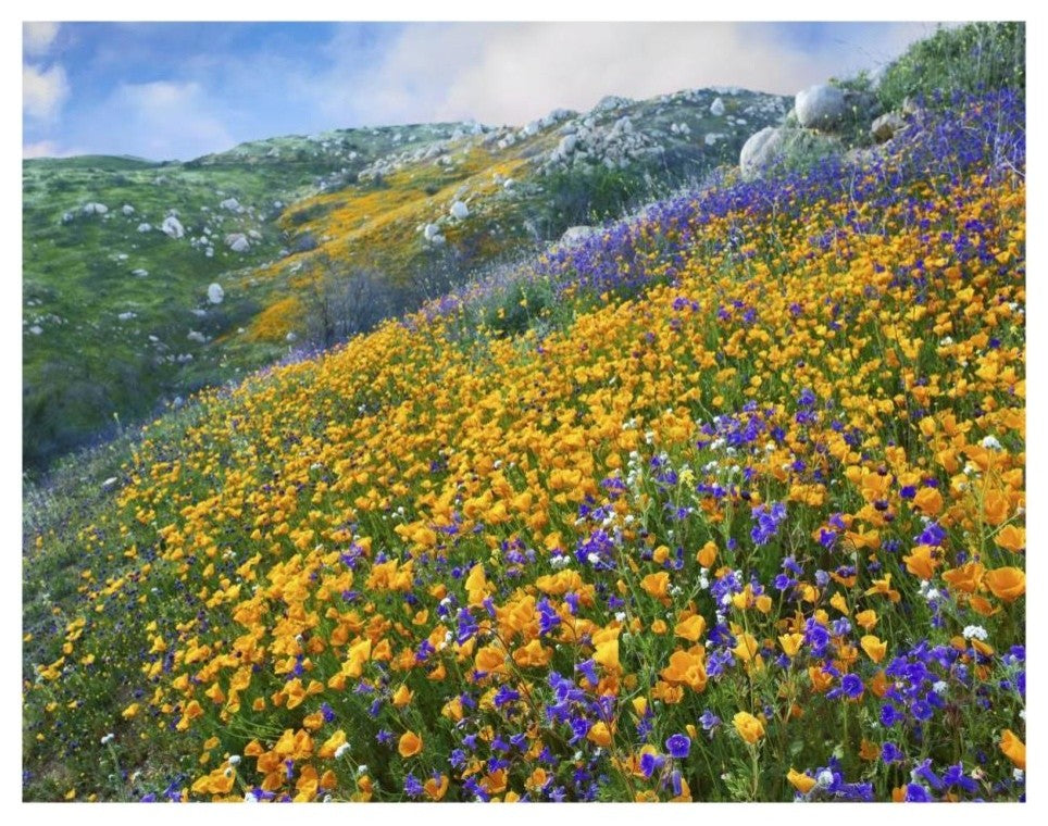"California Poppym Desert Bluebell, Santa Ana Mountains" Paper Art, 26"x20"