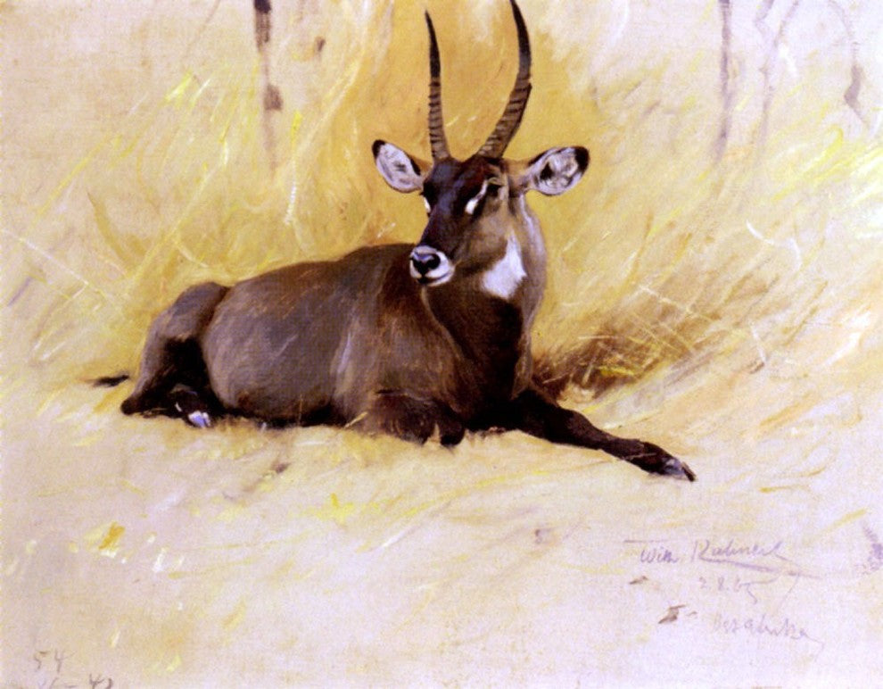Wilhelm Kuhnert A Common Waterbuck, 21"x28" Gallery Wrapped Canvas Print