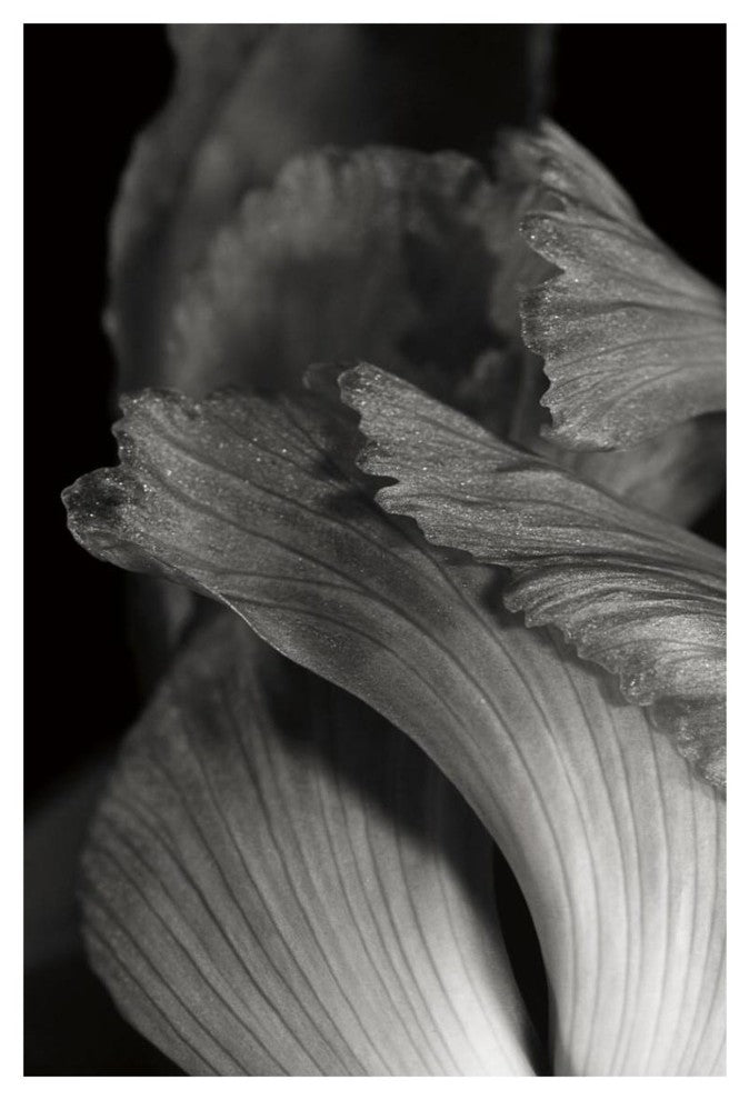 "Iris Abstract I" Digital Paper Print by Laura Marshall, 14"x20"