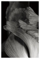 "Iris Abstract I" Digital Paper Print by Laura Marshall, 14"x20"
