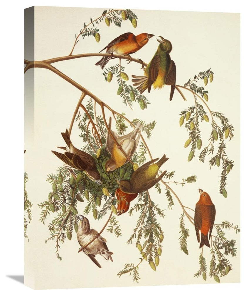 "American Crossbill" Stretched Canvas Giclee by John James Audubon, 18"x24"