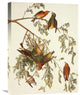 "American Crossbill" Stretched Canvas Giclee by John James Audubon, 18"x24"