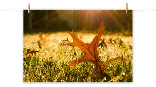 Fall Leaf in Morning Sun - Autumn Nature Photograph Unframed Wall Art Print, 16" X 20"