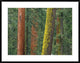 Giant Sequoia Trees In Grant Grove, Sequoia National Park, California, 38"x30"