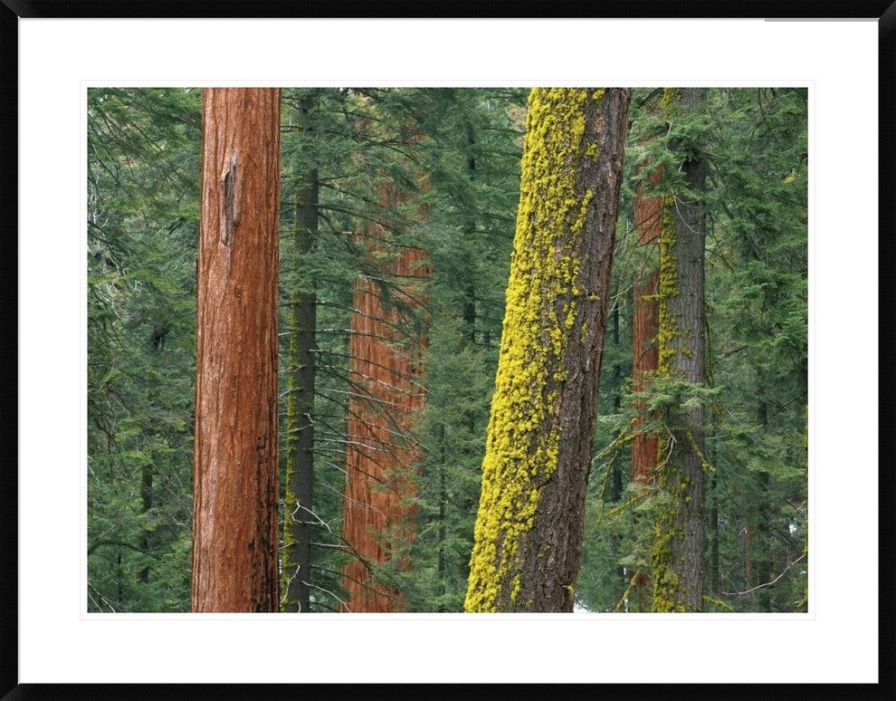 Giant Sequoia Trees In Grant Grove, Sequoia National Park, California, 38"x30"