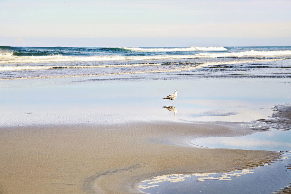 Marmont Hill, "Lone Seagull" by Sylvia Cook Painting on Wrapped Canvas, 45x30
