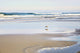 Marmont Hill, "Lone Seagull" by Sylvia Cook Painting on Wrapped Canvas, 45x30