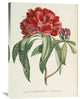 "Rhododendrum Arboreum" Artwork, 26" x 36"