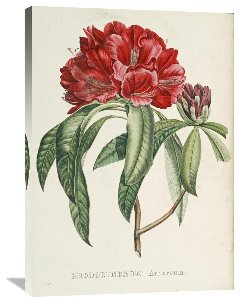 "Rhododendrum Arboreum" Artwork, 26" x 36"